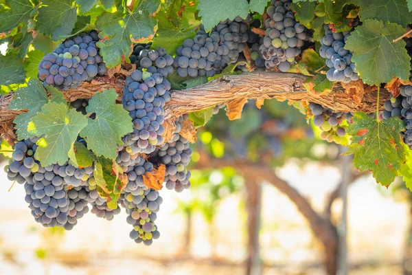 与葱郁的葡萄园 熟了红酒的葡萄在葡萄藤上准备收获 — 图库照片