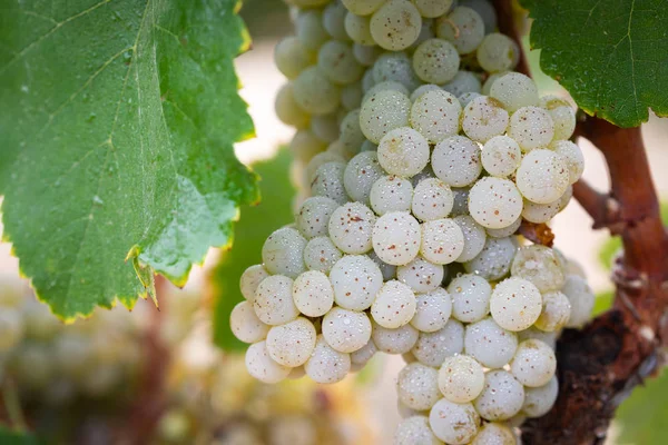 Vineyard Lush Ripe Wine Grapes Vine Ready Harvest — Stock Photo, Image