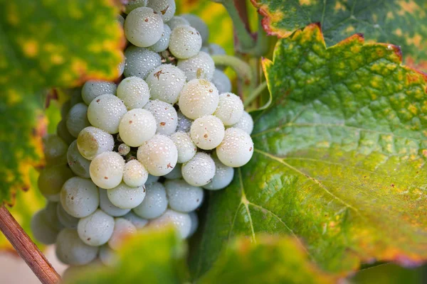 Vineyard Lush Ripe Wine Grapes Vine Ready Harvest — Stock Photo, Image