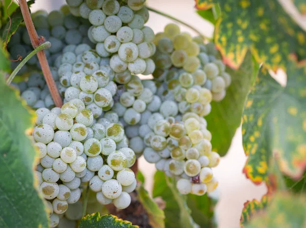 Vignoble Luxuriant Raisin Vin Mûr Sur Vigne Prêt Pour Récolte — Photo