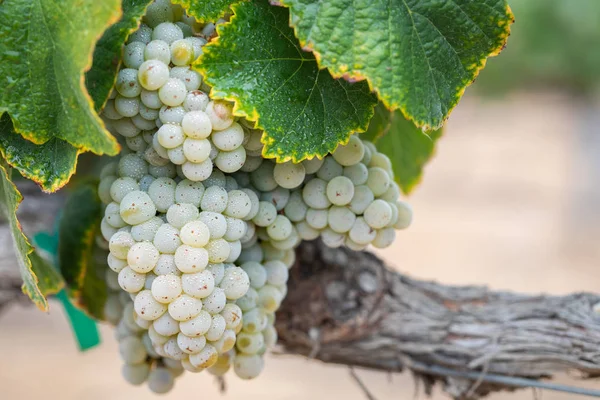 Vineyard Lush Ripe Wine Grapes Vine Ready Harvest — Stock Photo, Image