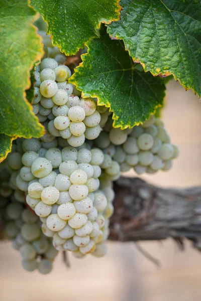 Viñedo Con Uvas Vino Maduras Exuberantes Vid Listo Para Cosecha — Foto de Stock