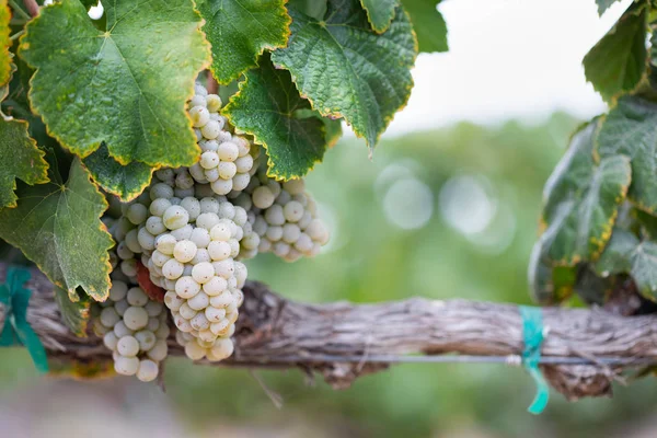 Vignoble Luxuriant Raisin Vin Mûr Sur Vigne Prêt Pour Récolte — Photo