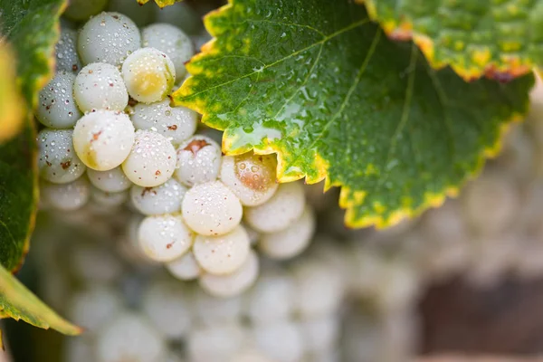 Vignoble Luxuriant Raisin Vin Mûr Sur Vigne Prêt Pour Récolte — Photo