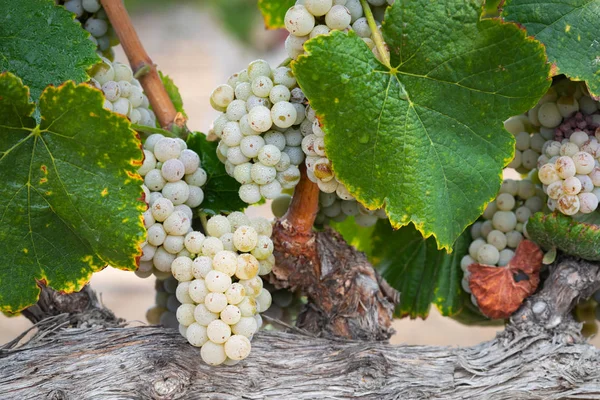 Vignoble Luxuriant Raisin Vin Mûr Sur Vigne Prêt Pour Récolte — Photo