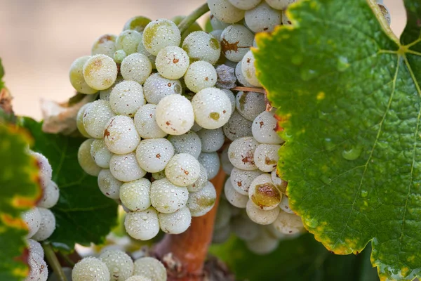 Vineyard Lush Ripe Wine Grapes Vine Ready Harvest — Stock Photo, Image