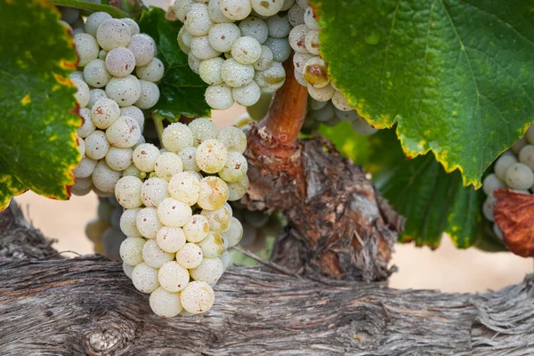 Vignoble Luxuriant Raisin Vin Mûr Sur Vigne Prêt Pour Récolte — Photo