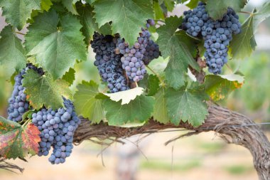 Vineyard with Lush, Ripe Wine Grapes on the Vine Ready for Harvest. clipart