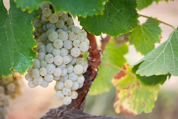 Viñedo Con Uvas Vino Maduras Exuberantes Vid Listo Para Cosecha — Foto de Stock