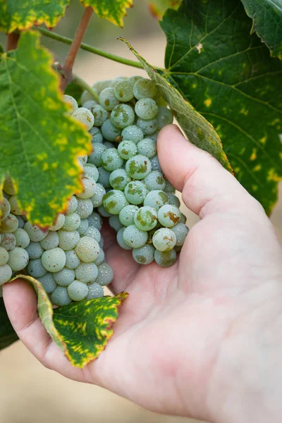 Farmer Holding Cluster Grapes Vine Sua Mão — Fotografia de Stock