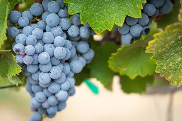 Vignoble Luxuriant Raisin Vin Mûr Sur Vigne Prêt Pour Récolte — Photo