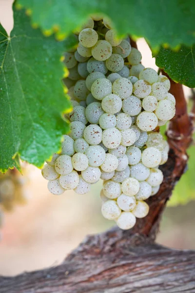 Vignoble Luxuriant Raisin Vin Mûr Sur Vigne Prêt Pour Récolte — Photo