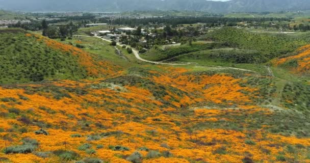 California Poppies Super Bloom Üzerinde Drone Uçuş Görüntüleri — Stok video