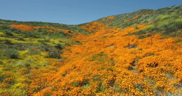 Drone Lotu Zdjęcia Ponad California Maki Super Bloom — Wideo stockowe