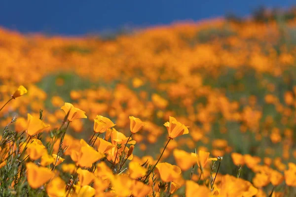 California Poppies landschap tijdens de 2019 Super Bloom — Stockfoto