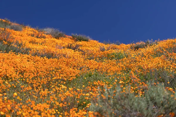 California Poppies landschap tijdens de 2019 Super Bloom — Stockfoto