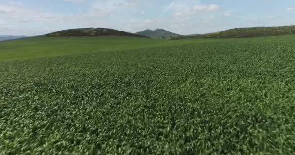 Drone Vuelo Filmación Sobre Campo Tierra Granja — Vídeo de stock