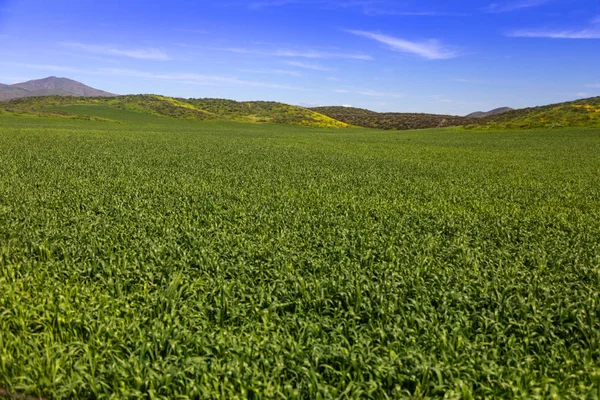 Exuberante paisaje verde de la tierra de granja con colinas en la distancia — Foto de Stock