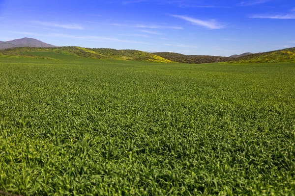 Lush Green Farm Land Landscape with Hills In The Distance — стоковое фото