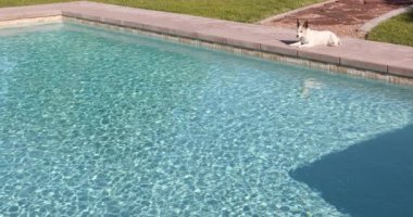 Taze Yüzme Havuzu ve Güvertede Rahat Köpek Dinlenme 4k Döngü Sinemagrafı