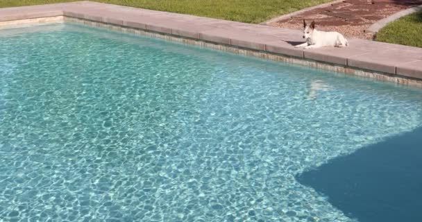 Looping Cinemagraph Fresh Swimming Pool Confortable Dog Resting Deck — Vídeo de Stock