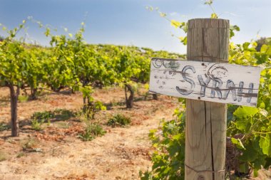 Üzüm Bağı'nda Ahşap Yazı Üzerine Syrah Tabelası