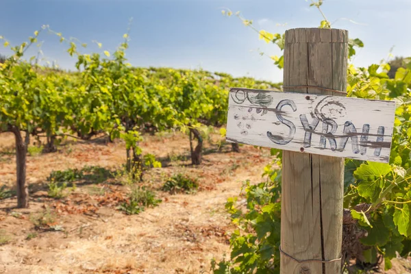 Signo de Syrah en poste de madera en un viñedo de uva — Foto de Stock