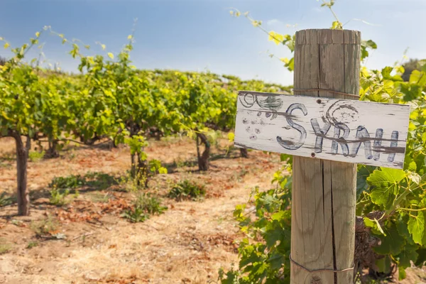 Üzüm Bağı'nda Ahşap Yazı Üzerine Syrah Tabelası