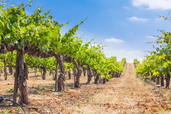 Öğleden Sonra Güneşgüzel Şarap Üzüm Bağ Çiftliği.