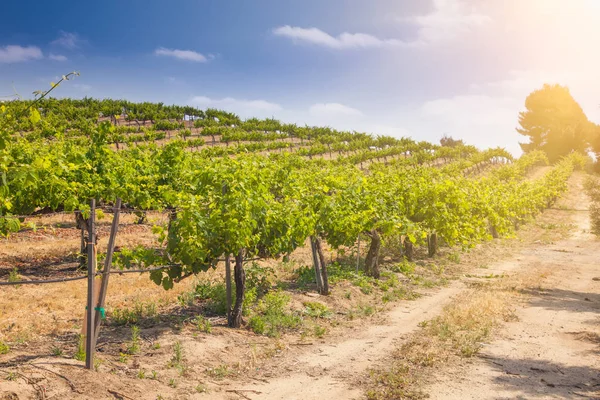 Όμορφο κρασί αμπελώνας αγρόκτημα τον απογευματινό ήλιο. — Φωτογραφία Αρχείου