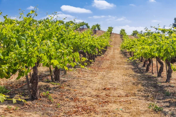 Hermosa viña de uva de vino granja en el sol de la tarde . — Foto de Stock