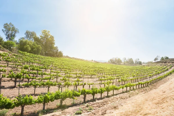 Fazenda bonita da vinha da uva do vinho no sol da tarde . — Fotografia de Stock