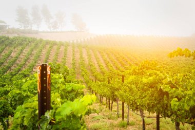 Sabahları güneş güzel şarap üzüm üzüm