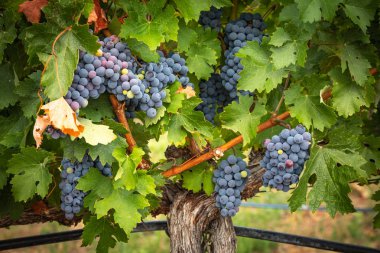Lush Wine Grapes Clusters Hanging On The Vine clipart