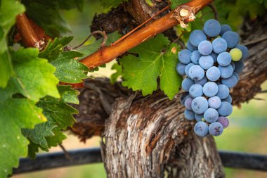 Sarmaşıkta sallanan yemyeşil üzüm salkımları