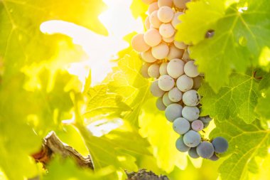 Sarmaşıkta sallanan yemyeşil üzüm salkımları