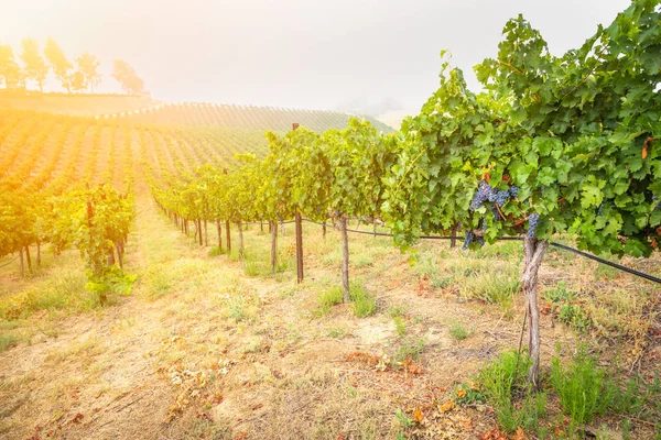 Hermoso viñedo de uva de vino en el sol de la mañana — Foto de Stock