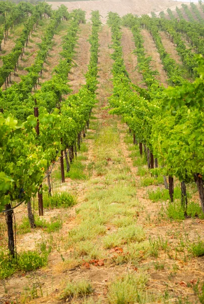 Hermoso viñedo de uva de vino en el sol de la mañana — Foto de Stock