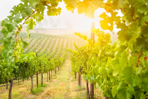 Sabahları güneş güzel şarap üzüm üzüm