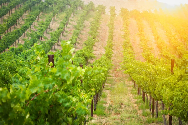 Красиві вино виноград виноградник вранці сонце — стокове фото