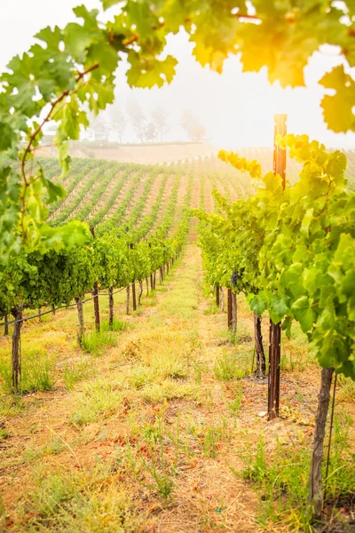 Hermoso viñedo de uva de vino en el sol de la mañana — Foto de Stock