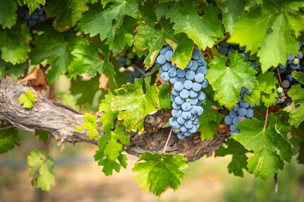 Clusters de uvas de vinho exuberantes pendurados na videira — Fotografia de Stock
