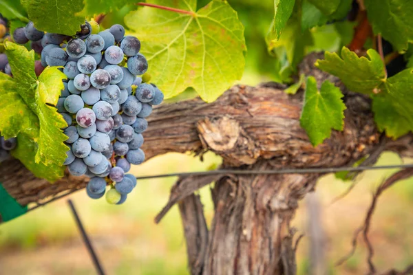 Frodiga vindruvskluster som hänger på vinet — Stockfoto
