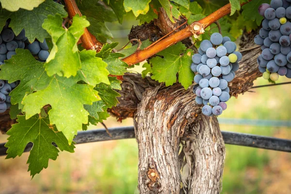 Grappes de raisins à vin luxuriants suspendus à la vigne — Photo