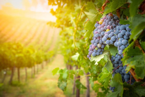 Grappoli di uva da vino lussureggianti appesi alla vite — Foto Stock