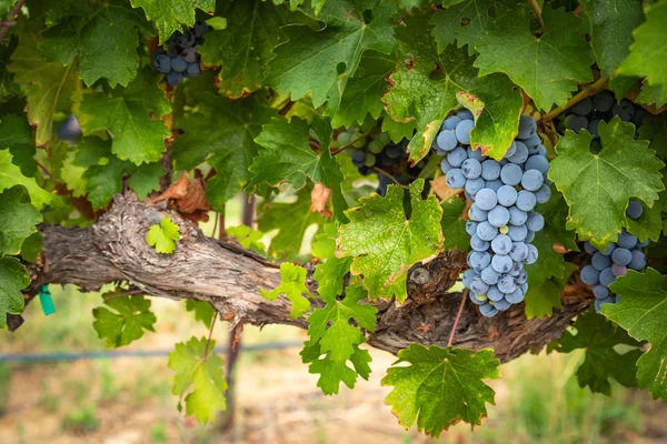 Lush Wine Grapes Clusters Hanging On The Vine — Stock Photo, Image