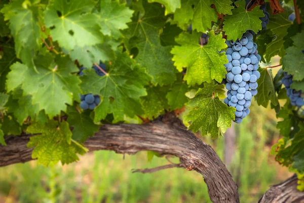 Sarmaşıkta sallanan yemyeşil üzüm salkımları
