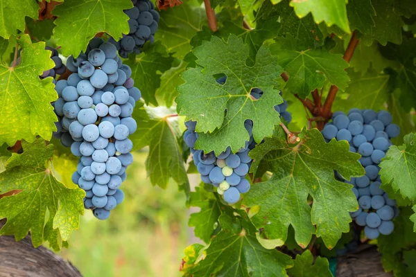 Exuberantes racimos de uvas de vino colgando de la vid —  Fotos de Stock