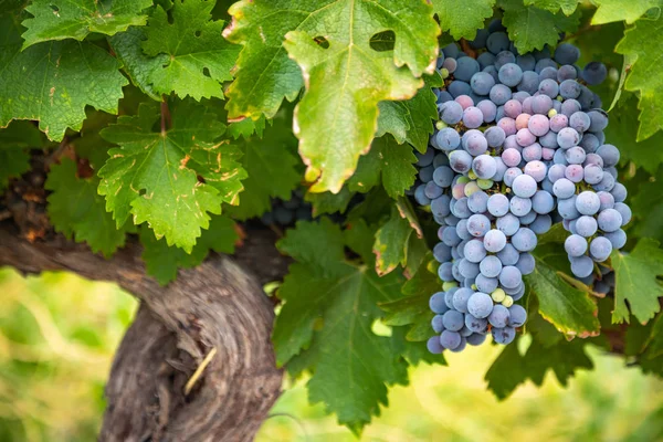 Gromady bujnych winogron wiszące na winorośli — Zdjęcie stockowe