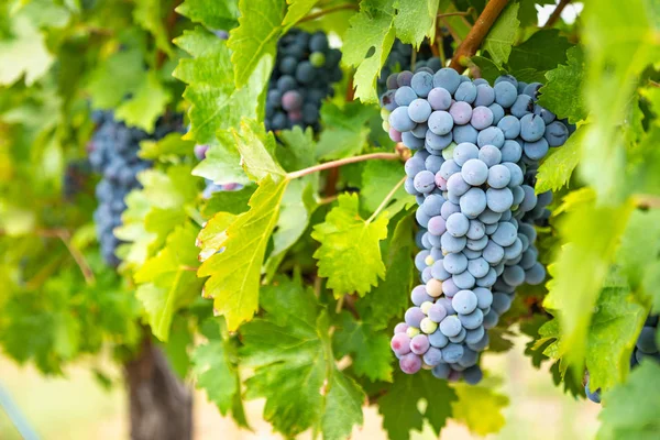 Exuberantes racimos de uvas de vino colgando de la vid —  Fotos de Stock